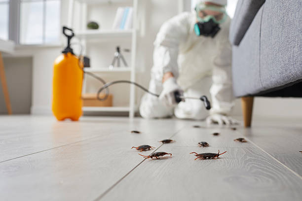 Commercial Rodent Management in Salmon